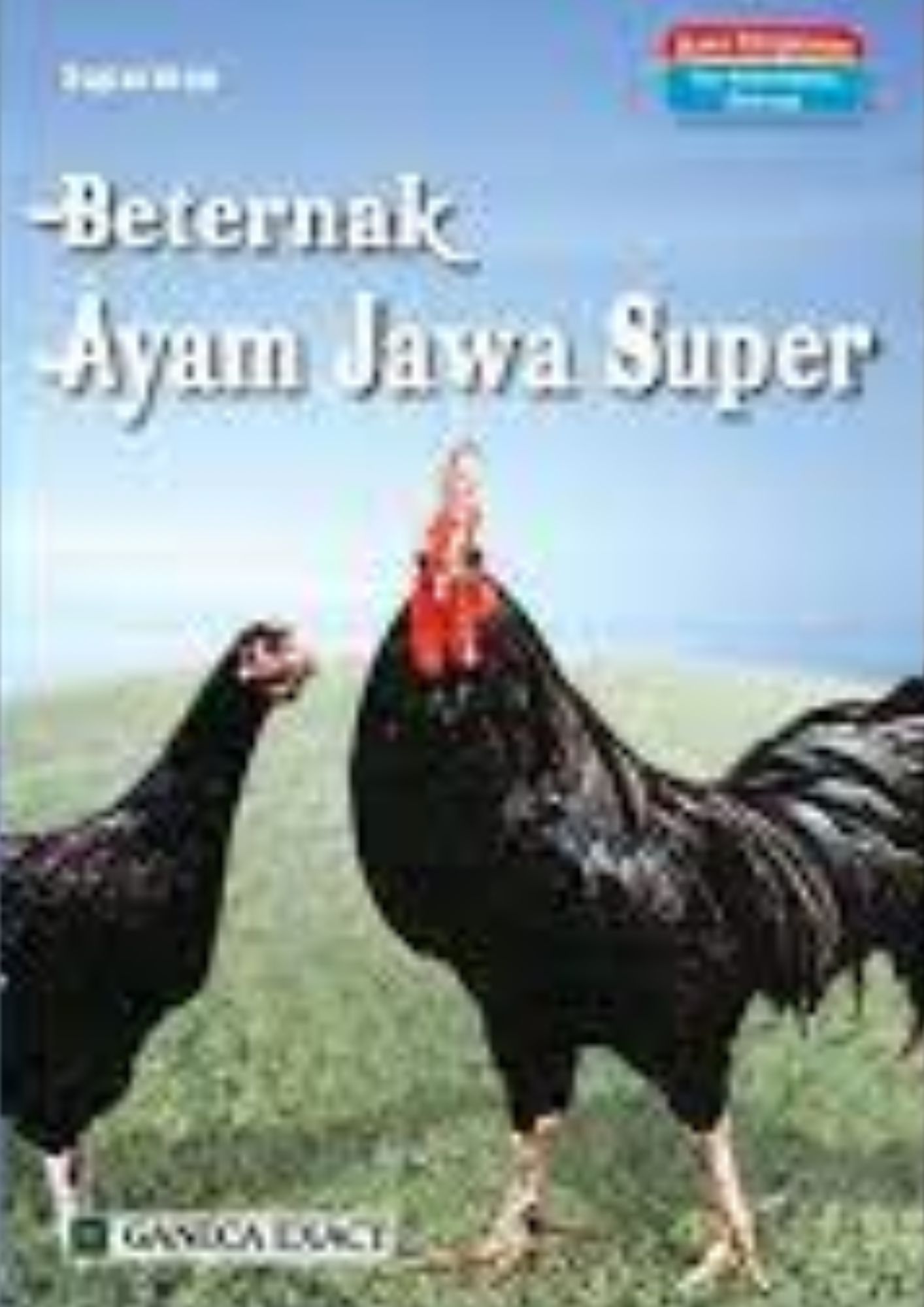 BERTERNAK AYAM JAWA SUPER